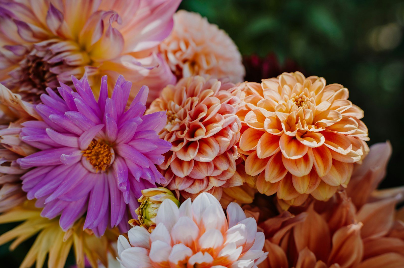 A vibrant bouquet of purple, orange, and pink dahlias fills the frame.